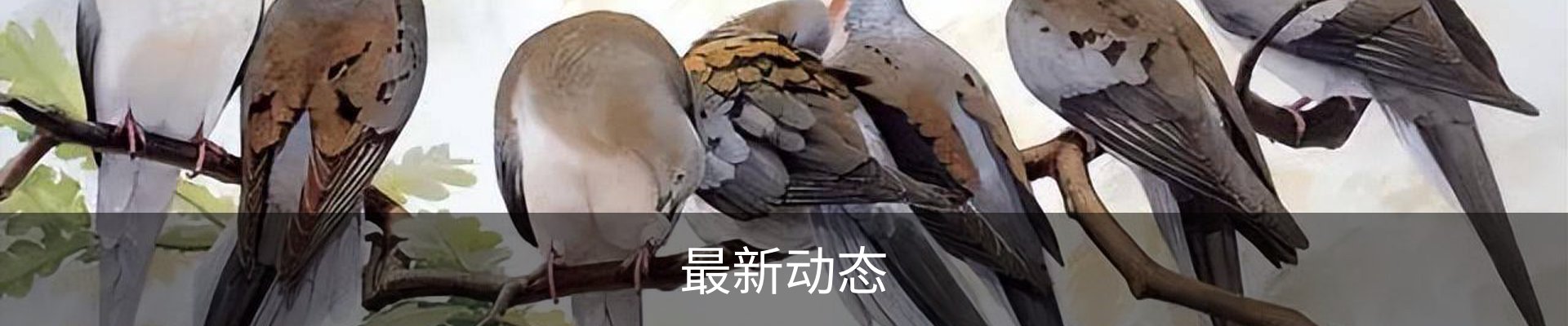 最新动态